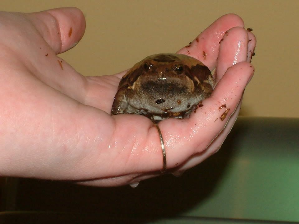 asian painted frogs description of italian baker sexual position